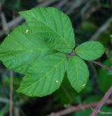 ostružiník pasovský <i>(Rubus passaviensis)</i> / List