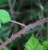 ostružiník pasovský <i>(Rubus passaviensis)</i> / Stonek