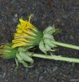 pampeliška zbloudilá <i>(Taraxacum [T] aberrans)</i> / Květ/Květenství