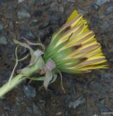 pampeliška pestrolistenná <i>(Taraxacum [T] clarum)</i> / Květ/Květenství
