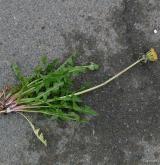 pampeliška pestrolistenná <i>(Taraxacum [T] clarum)</i> / Habitus