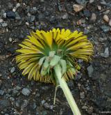 pampeliška pestrolistenná <i>(Taraxacum [T] clarum)</i> / Květ/Květenství