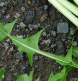 pampeliška pestrolistenná <i>(Taraxacum [T] clarum)</i> / List