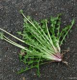 pampeliška pestrolistenná <i>(Taraxacum [T] clarum)</i> / Habitus