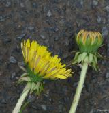 pampeliška jemná <i>(Taraxacum [T] leptoscelum)</i> / Květ/Květenství