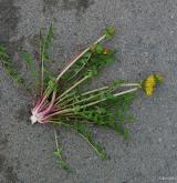 pampeliška jemná <i>(Taraxacum [T] leptoscelum)</i> / Habitus