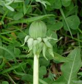 pampeliška pravidelná <i>(Taraxacum [T] praestabile)</i> / Ostatní