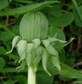 pampeliška pravidelná <i>(Taraxacum [T] praestabile)</i> / Ostatní