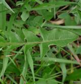 pampeliška pravidelná <i>(Taraxacum [T] praestabile)</i> / List