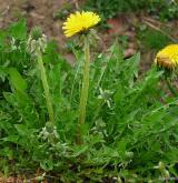 pampeliška pravidelná <i>(Taraxacum [T] praestabile)</i> / Habitus