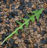 pampeliška pravidelná <i>(Taraxacum [T] praestabile)</i> / List