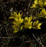 křivatec český <i>(Gagea bohemica)</i> / Květ/Květenství