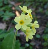 prvosenka vyšší <i>(Primula elatior)</i> / Květ/Květenství