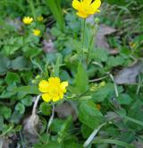 pryskyřník plazivý <i>(Ranunculus repens)</i> / Květ/Květenství