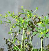 pryskyřník lítý <i>(Ranunculus sceleratus)</i> / Habitus