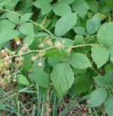 ostružiník tmavozelený <i>(Rubus clusii)</i> / Habitus