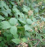 ostružiník tmavozelený <i>(Rubus clusii)</i> / Habitus