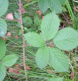 ostružiník huňatý <i>(Rubus gracilis)</i> / List