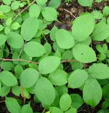 ostružiník žláznatý <i>(Rubus pedemontanus)</i> / Habitus