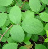 ostružiník žláznatý <i>(Rubus pedemontanus)</i> / List