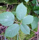 ostružiník struhákovitý <i>(Rubus radula)</i> / List