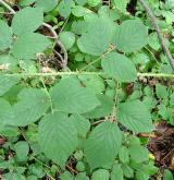 ostružiník nicí <i>(Rubus schleicheri)</i> / Habitus