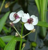 šípatka střelolistá <i>(Sagittaria sagittifolia)</i> / Květ/Květenství
