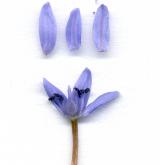 ladoňka dvoulistá <i>(Scilla bifolia)</i> / Květ/Květenství