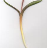 ladoňka dvoulistá <i>(Scilla bifolia)</i> / Habitus