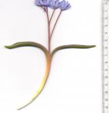 ladoňka dvoulistá <i>(Scilla bifolia)</i> / Habitus