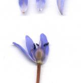 ladoňka dvoulistá <i>(Scilla bifolia)</i> / Květ/Květenství