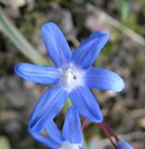 ladoňka tmavomodrá <i>(Scilla sardensis)</i> / Květ/Květenství