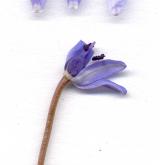ladoňka vídeňská  <i>(Scilla vindobonensis)</i> / Květ/Květenství