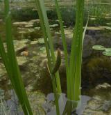 puškvorec obecný <i>(Acorus calamus)</i> / Habitus