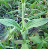 silenka širolistá <i>(Silene latifolia)</i> / List