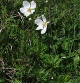 sasanka lesní <i>(Anemone sylvestris)</i> / Habitus