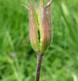 orlíček obecný <i>(Aquilegia vulgaris)</i> / Plod