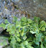 sleziník routička <i>(Asplenium ruta-muraria)</i> / List