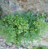 sleziník routička <i>(Asplenium ruta-muraria)</i> / Habitus