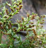 sleziník routička <i>(Asplenium ruta-muraria)</i> / Ostatní