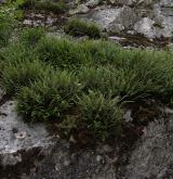 sleziník červený <i>(Asplenium trichomanes)</i> / Habitus