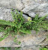 sleziník červený <i>(Asplenium trichomanes)</i> / Habitus