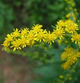 zlatobýl obrovský <i>(Solidago gigantea)</i>