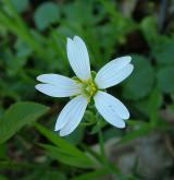 ptačinec velkokvětý <i>(Stellaria holostea)</i> / Květ/Květenství