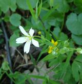 ptačinec velkokvětý <i>(Stellaria holostea)</i> / Květ/Květenství