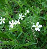 ptačinec velkokvětý <i>(Stellaria holostea)</i> / Habitus