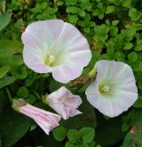 opletník břečťanovitý  <i>(Calystegia hederacea)</i> / Květ/Květenství