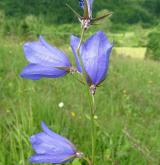 zvonek broskvolistý <i>(Campanula persicifolia)</i> / Květ/Květenství