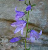 zvonek řepkovitý <i>(Campanula rapunculoides)</i> / Květ/Květenství