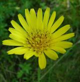 kozí brada východní <i>(Tragopogon orientalis)</i> / Květ/Květenství